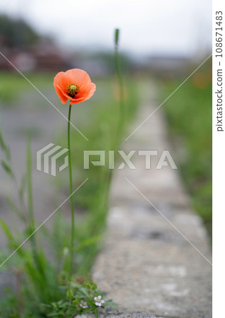 Poppy flowers blooming on the railroad tracks Poppy flowers blooming on the railroad tracks 108671483
