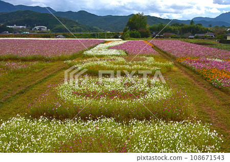 大分縣 三光波斯菊花園 波斯菊的田野 大分縣 三光波斯菊花園 波斯菊的田野 108671543
