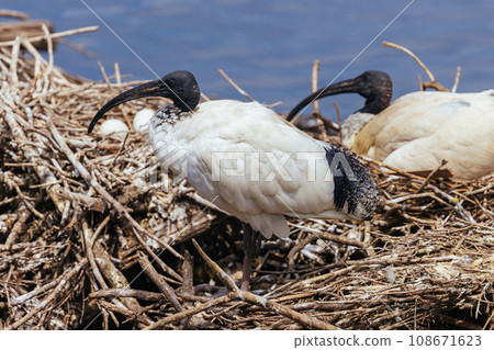 Australian White Ibis at Coolart Wetlands and Homestead in Somers, Australia 108671623