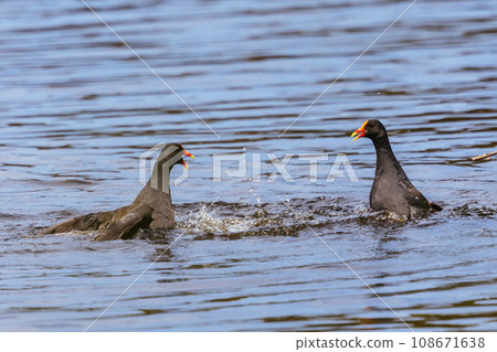 Dusky Moorhen at Coolart Wetlands and Homestead in Somers, Australia 108671638