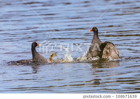 Dusky Moorhen at Coolart Wetlands and Homestead in Somers, Australia 108671639