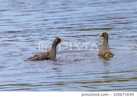 Dusky Moorhen at Coolart Wetlands and Homestead in Somers, Australia 108671640