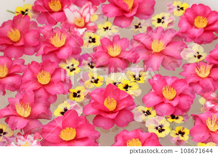 Camellia floating on water, water basin, winter landscape 108671644
