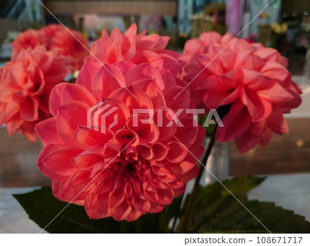 Dahlia 108671717