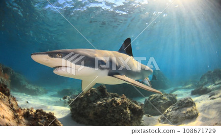 Undersea shark (AI generated) 108671729