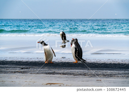 巴布亞企鵝 福克蘭群島 桑德斯島 108672445