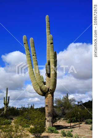 Old Saguaro Cactus Sonora desert Arizona Old Saguaro Cactus Sonora desert Arizona 108672678