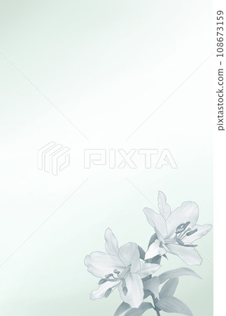 Mourning postcard template lily flower Mourning postcard template lily flower 108673159