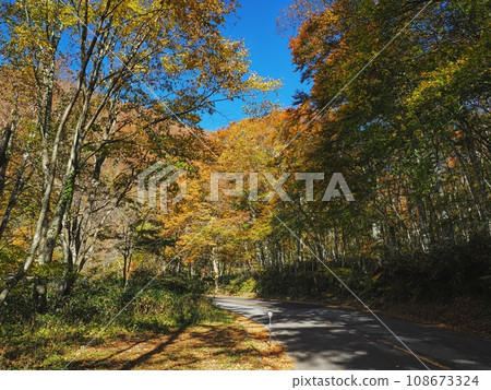 Okudaisen Daisen ring road with autumn leaves 108673324