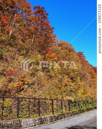 Okudaisen Daisen ring road with autumn leaves 108673326