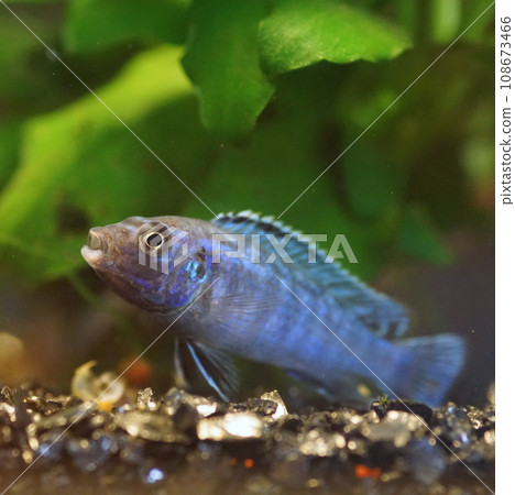 african cichlid 108673466