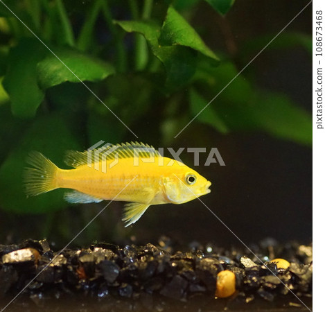 african cichlid african cichlid 108673468