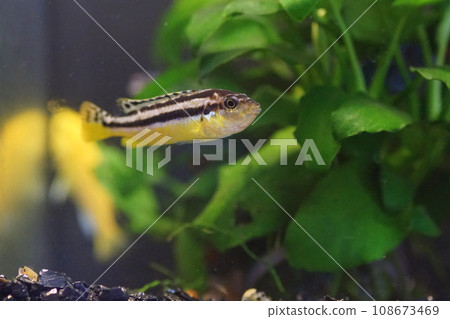 african cichlid african cichlid 108673469