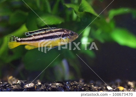 african cichlid 108673470