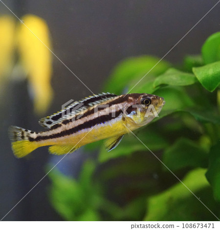 african cichlid african cichlid 108673471