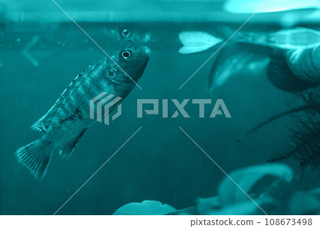 african cichlid african cichlid 108673498