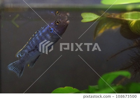 african cichlid african cichlid 108673500