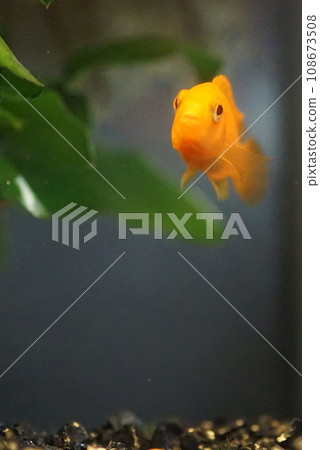african cichlid african cichlid 108673508