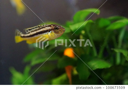 african cichlid 108673509