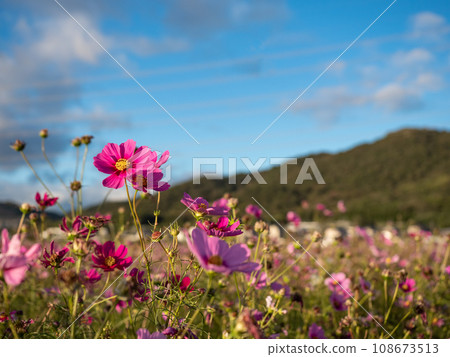 Cosmos flowers 108673513