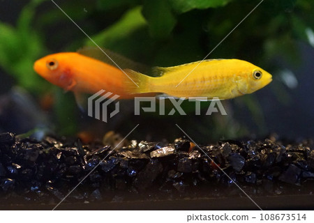 african cichlid african cichlid 108673514