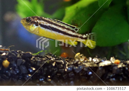 african cichlid 108673517