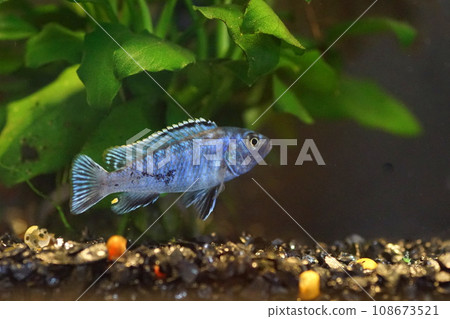 african cichlid african cichlid 108673521