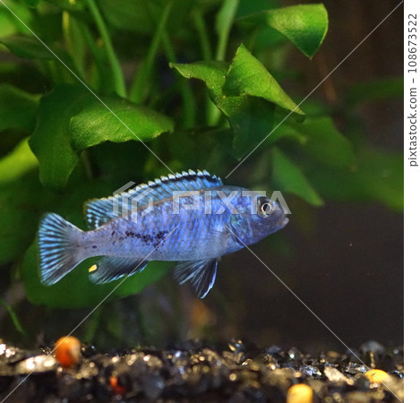 african cichlid 108673522