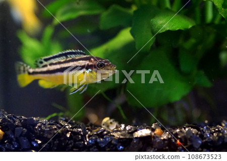 非洲慈鯛 非洲慈鯛 108673523