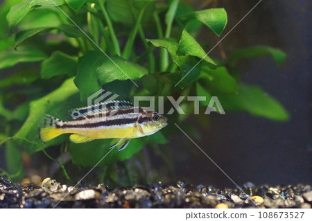 african cichlid african cichlid 108673527