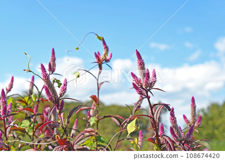 Nogeitou (field chicken head) 108674420