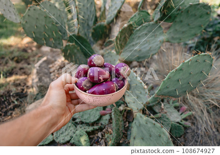 Hand with a plate of tasty cactus fruits. Prickly pear cactus plant with sweet fruits Hand with a plate of tasty cactus fruits. Prickly pear cactus plant with sweet fruits 108674927