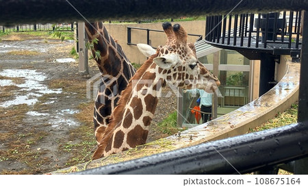 長頸鹿吃米飯 108675164