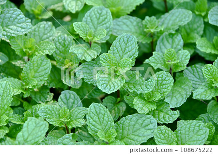 Spearmint Spearmint 108675222