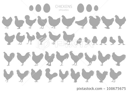 Chicken breeds silhouettes, simple linear style clipart. Poultry and farm animals 108675675