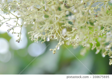 Tectona grandis, Teak or LAMIACEAE or teak plant or teak seed or teak and flower Tectona grandis, Teak or LAMIACEAE or teak plant or teak seed or teak and flower 108675695