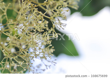 Tectona grandis, Teak or LAMIACEAE or teak plant or teak seed or teak and flower Tectona grandis, Teak or LAMIACEAE or teak plant or teak seed or teak and flower 108675699