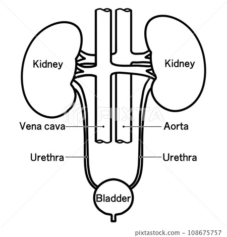 Simple illustration of kidney and bladder Simple illustration of kidney and bladder 108675757