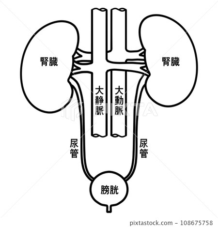 Simple illustration of kidney and bladder Simple illustration of kidney and bladder 108675758