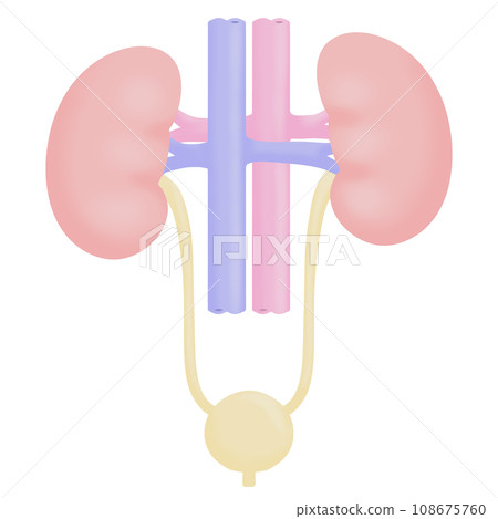 腎臟和膀胱的簡單圖解 108675760