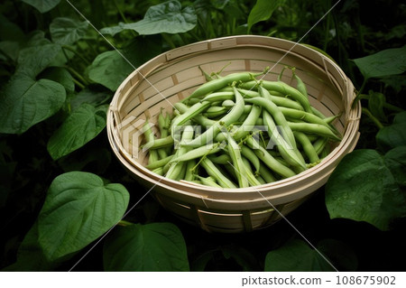 Green pea pods in the garden in a bowl 108675902