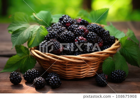 Freshly picked blackberries and blackberry leaves in a basket Freshly picked blackberries and blackberry leaves in a basket 108675908