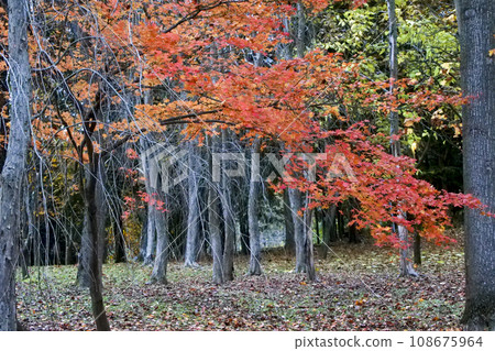 深秋的景色，靜謐的深秋色彩，等待冬天的森林風光 108675964