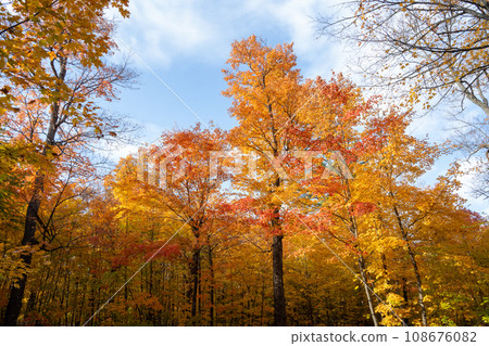 秋天的樹木 加拿大阿岡昆 108676082