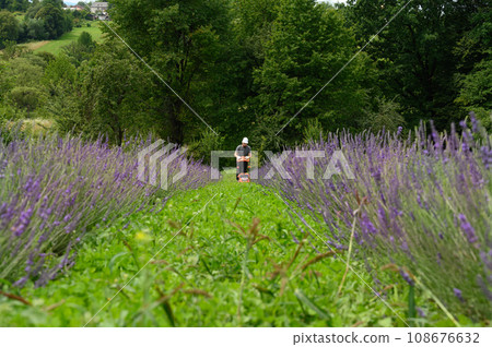 Working in the garden with a lawnmower, the gardener mows the grass between the lavender bushes. Working in the garden with a lawnmower, the gardener mows the grass between the lavender bushes. 108676632