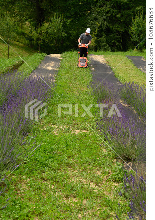 Working in the garden with a lawnmower, the gardener mows the grass between the lavender bushes. Working in the garden with a lawnmower, the gardener mows the grass between the lavender bushes. 108676633