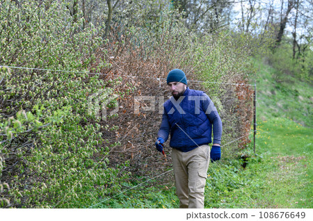The hedge is made of different types of trees and bushes, the gardener levels and trims the hedge. The hedge is made of different types of trees and bushes, the gardener levels and trims the hedge. 108676649