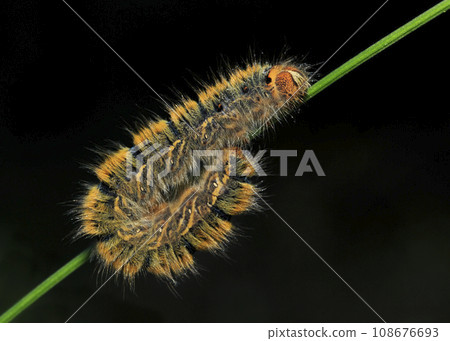 Close-up image of caterpillar beetle. 108676693