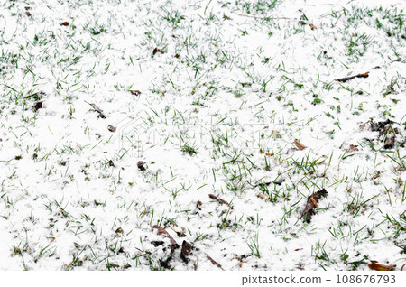 The spring lawn is covered with snow. Frosty morning and frozen grass. 108676793