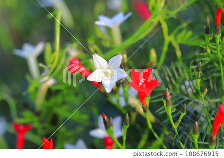 紅白條紋草(Rukosou) 紅白條紋草(Rukosou) 108676915